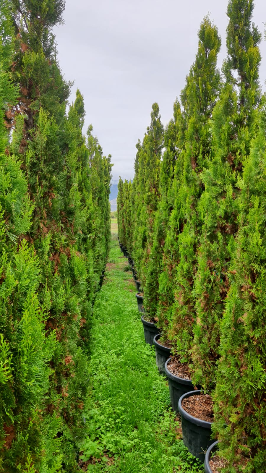 Thuja orientalis 'Pyramidalis Aurea'