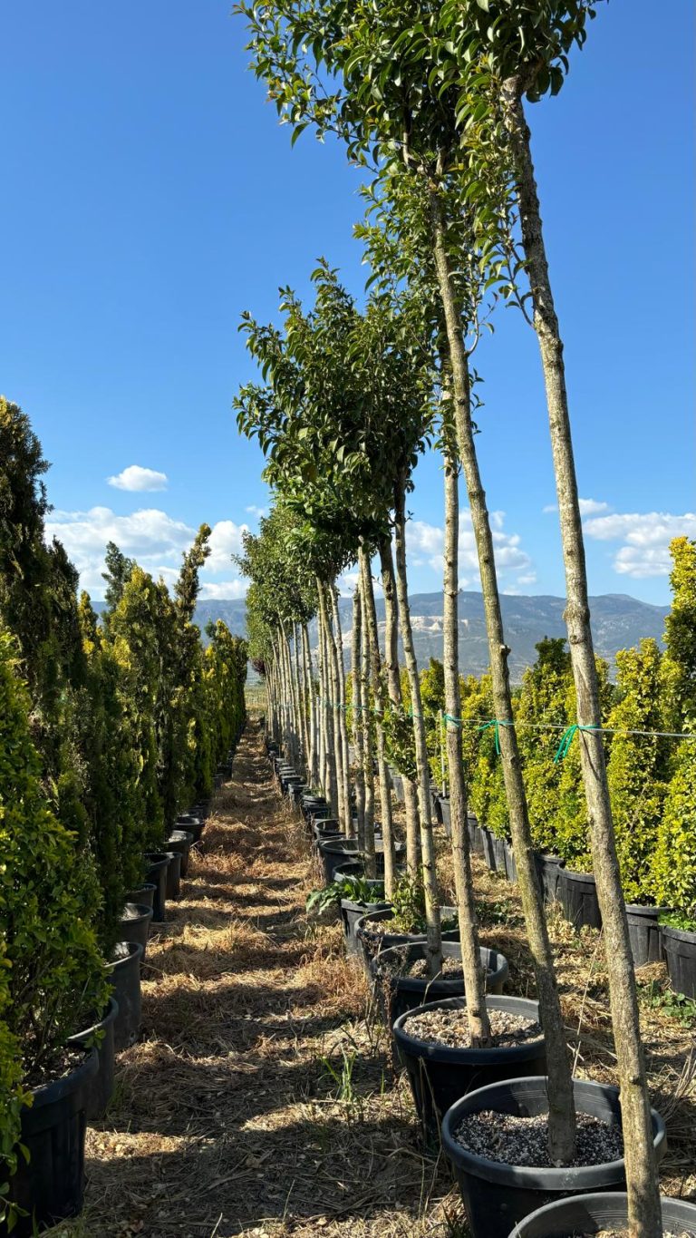 Ligustrum japonica Tige