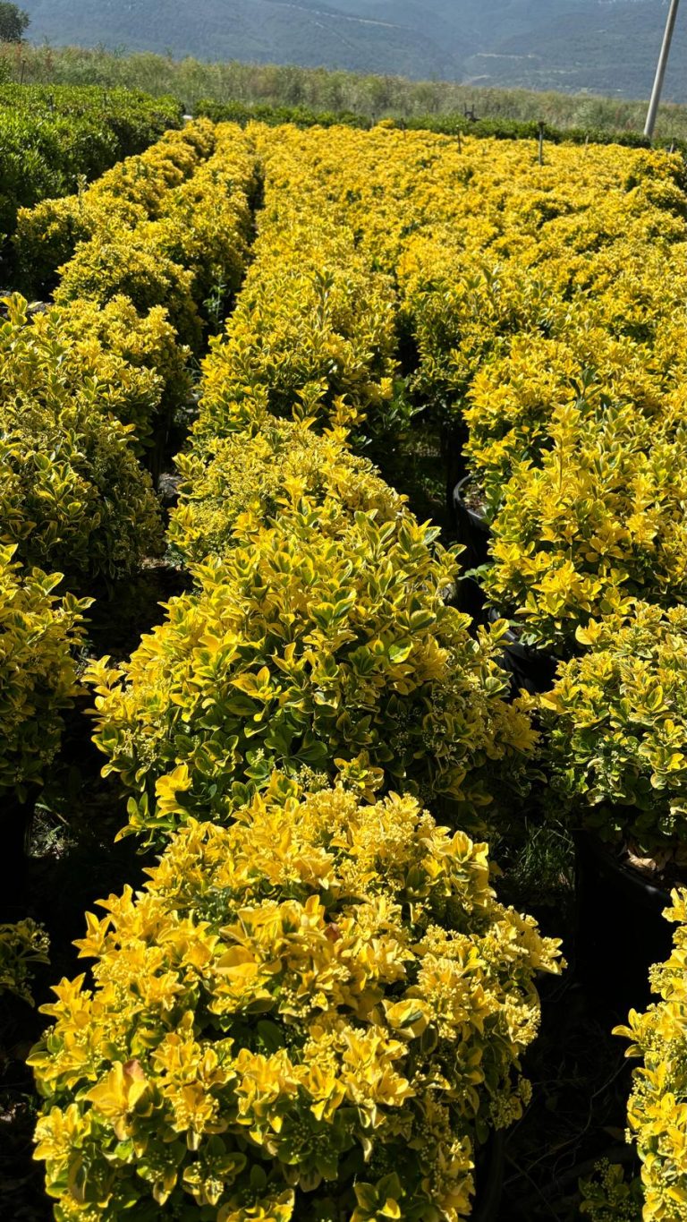 Euonymus japonicus ‘Elagantissumus Aureus’