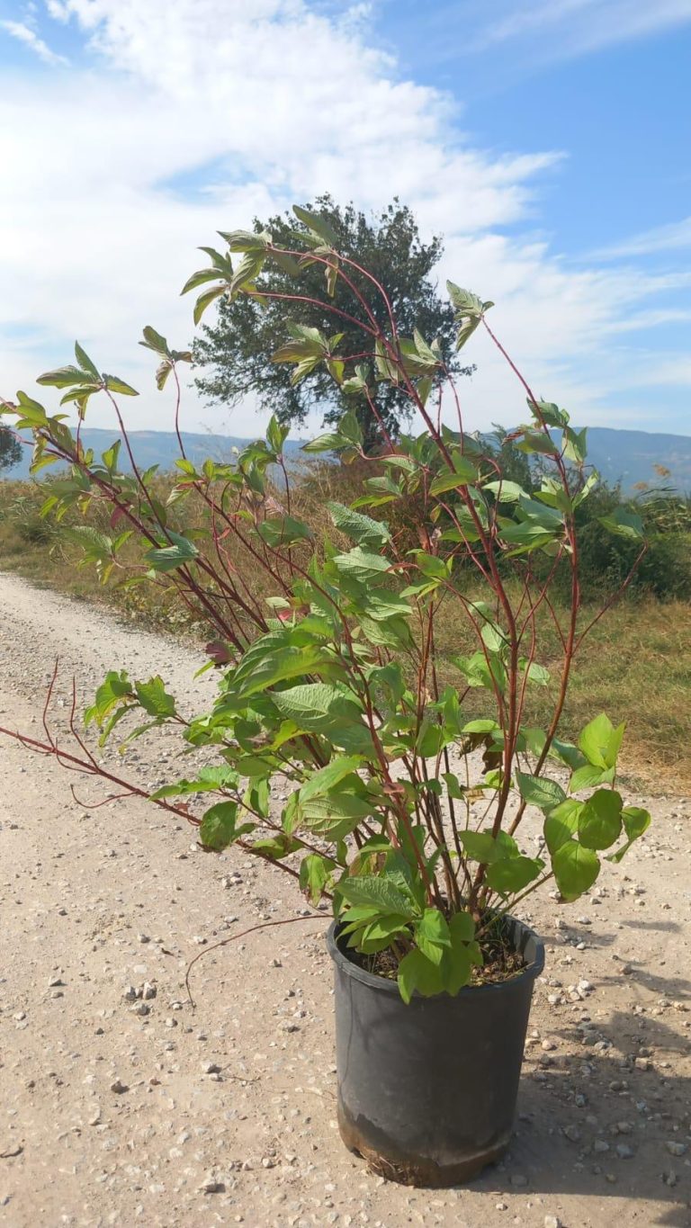 Cornus Alba Sibirica