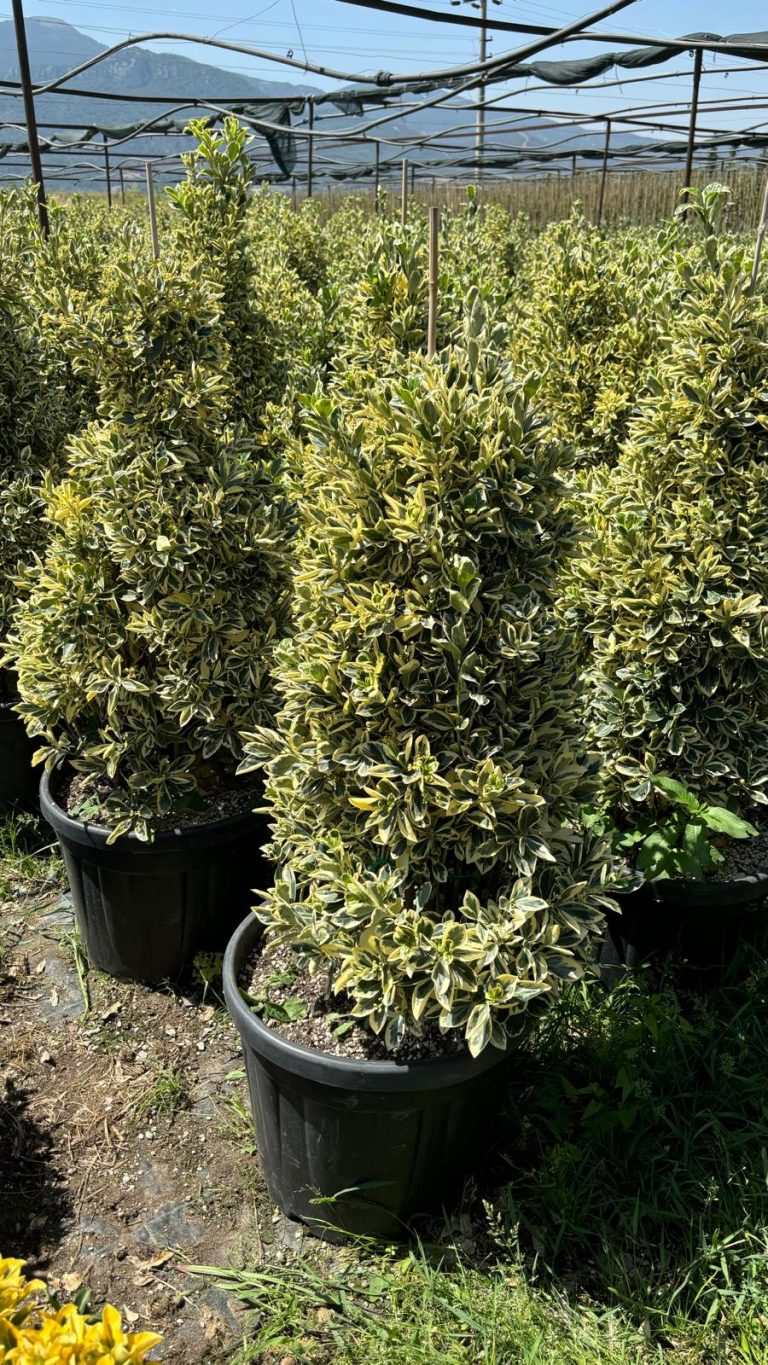 Euonymus japonicus ‘Bravo’