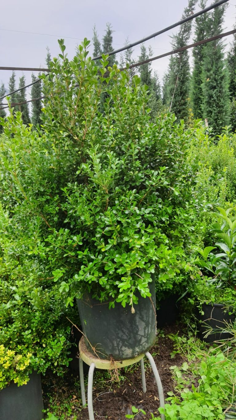 Buxus Sempervirens