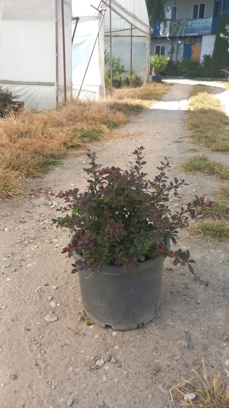 Berberis Media ‘Red Jevel’