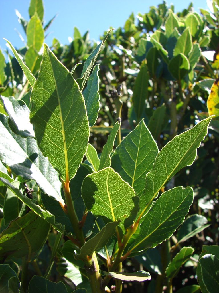 Laurus Nobilis ‘Pyramidalis